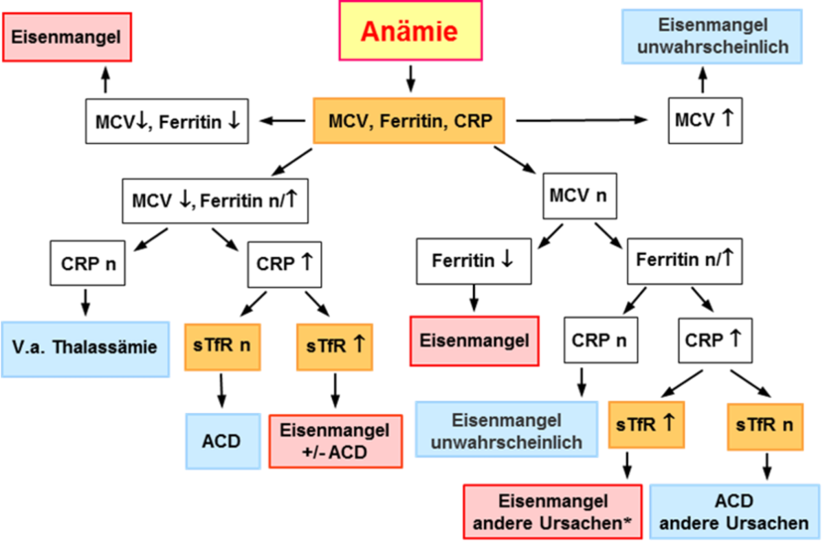 Möglicher Algorithmus zur Abklärung eines Eisenmangels