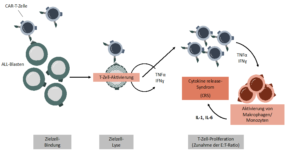 Pathogenese des Cytokine-release-Syndroms (CRS) unter CAR-T-Zell-Therapie 