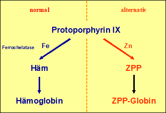 Orale Eisensubstitution