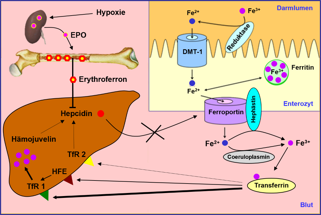 Regulation der Eisenresorption