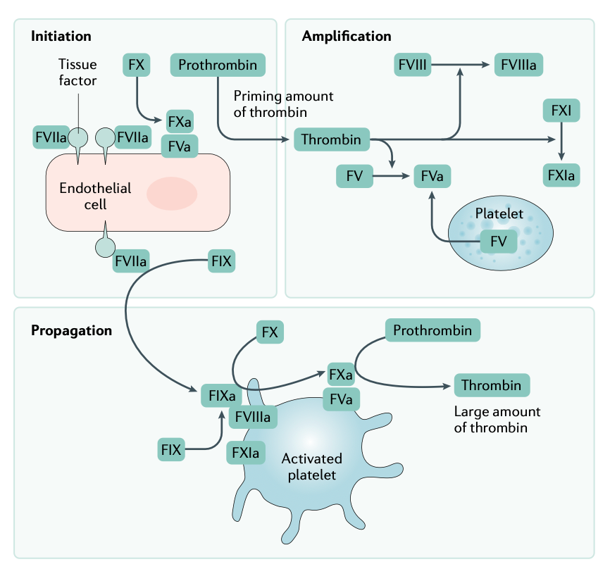 Schematische Darstellung des Gerinnungssystems mit der Rolle des Faktor VIII und des Faktor IX (aus 14)