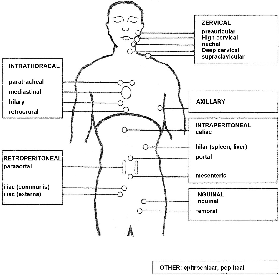 Lymph node regions